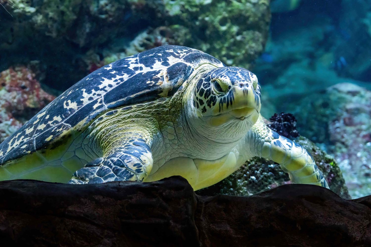 Welttag der Schildkröten