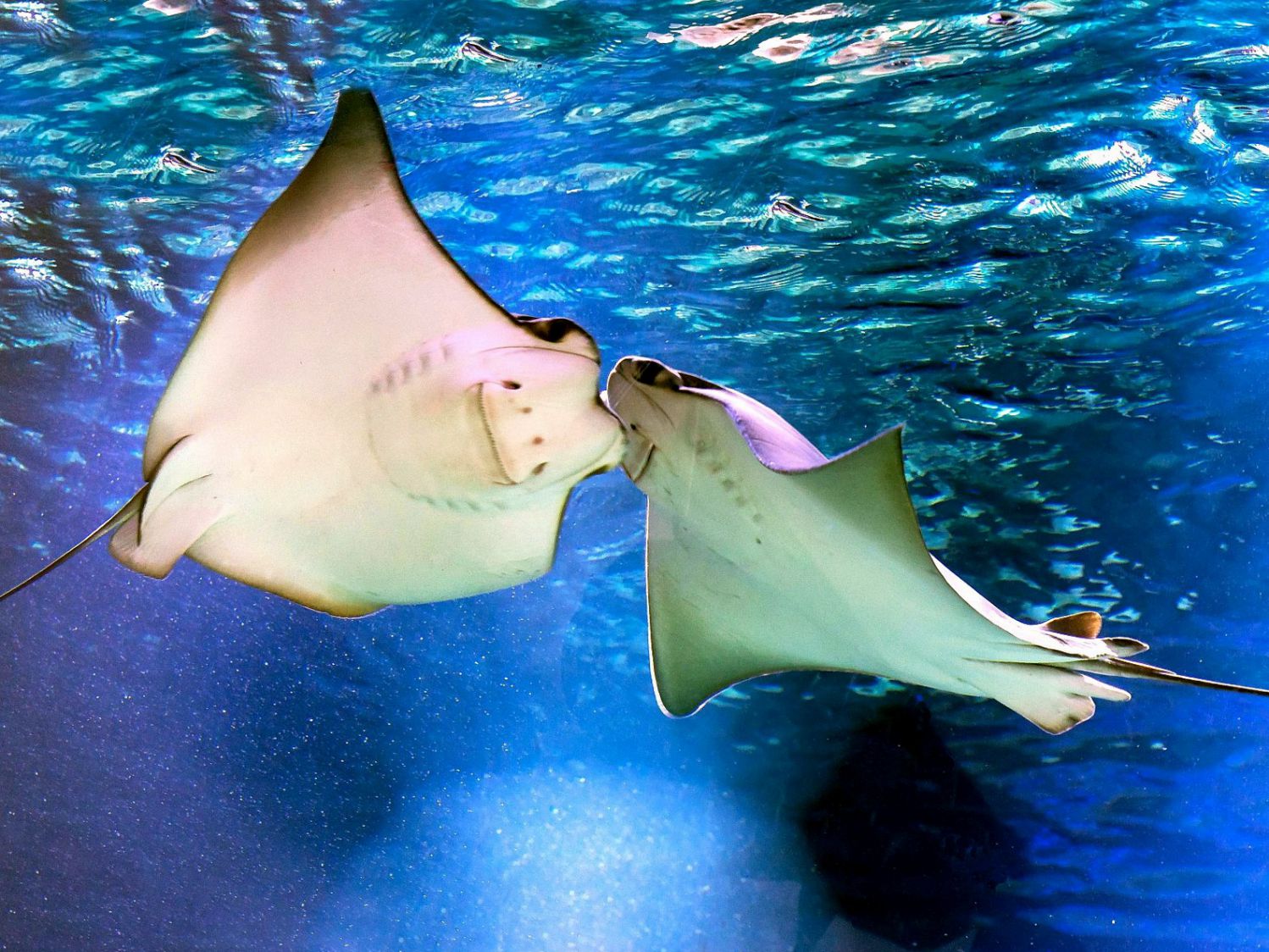 Kuhnasenrochen schwimmen im Aquarium