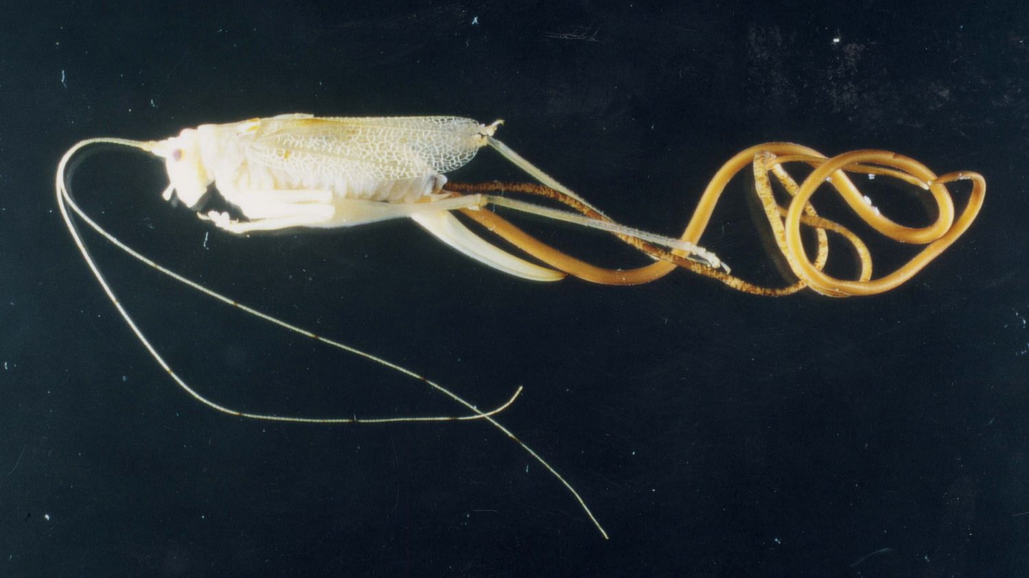 Ein geschlechtsreifer Saitenwurm verlässt seinen 