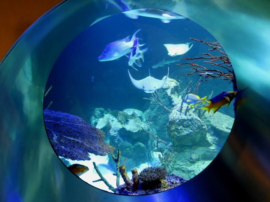 Das Hammerhaibecken