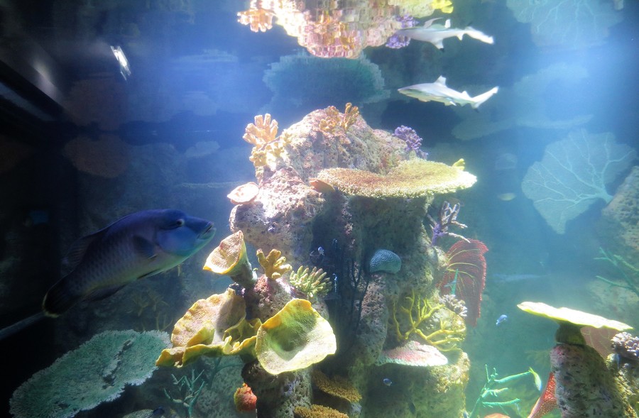Viel Platz im neuen 25.000 Liter Aquarium - auch f
