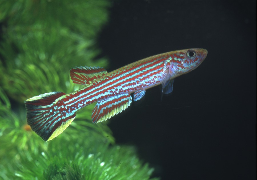 Aphyosemion raddai Foto Eduard Pürzl