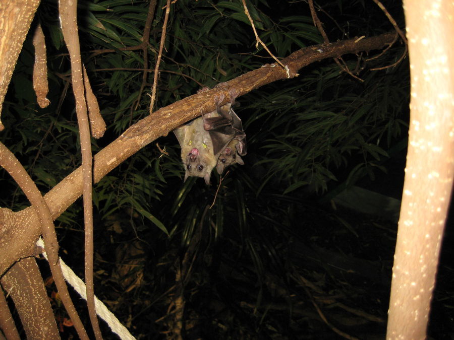 Paarung" Fliegender Hunde" im Tropenhaus