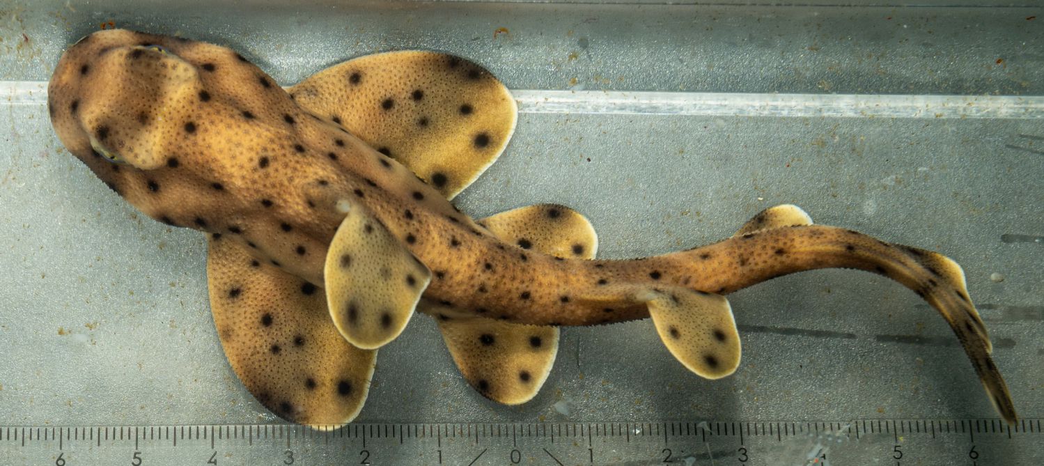 Das Pazifikaquarium im 7. Stock, in dem seine Elte
