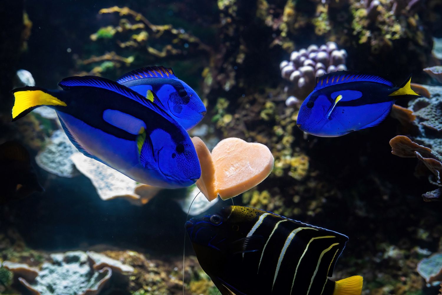 Auch unsere Fische und Insekten werden mit Blumen 