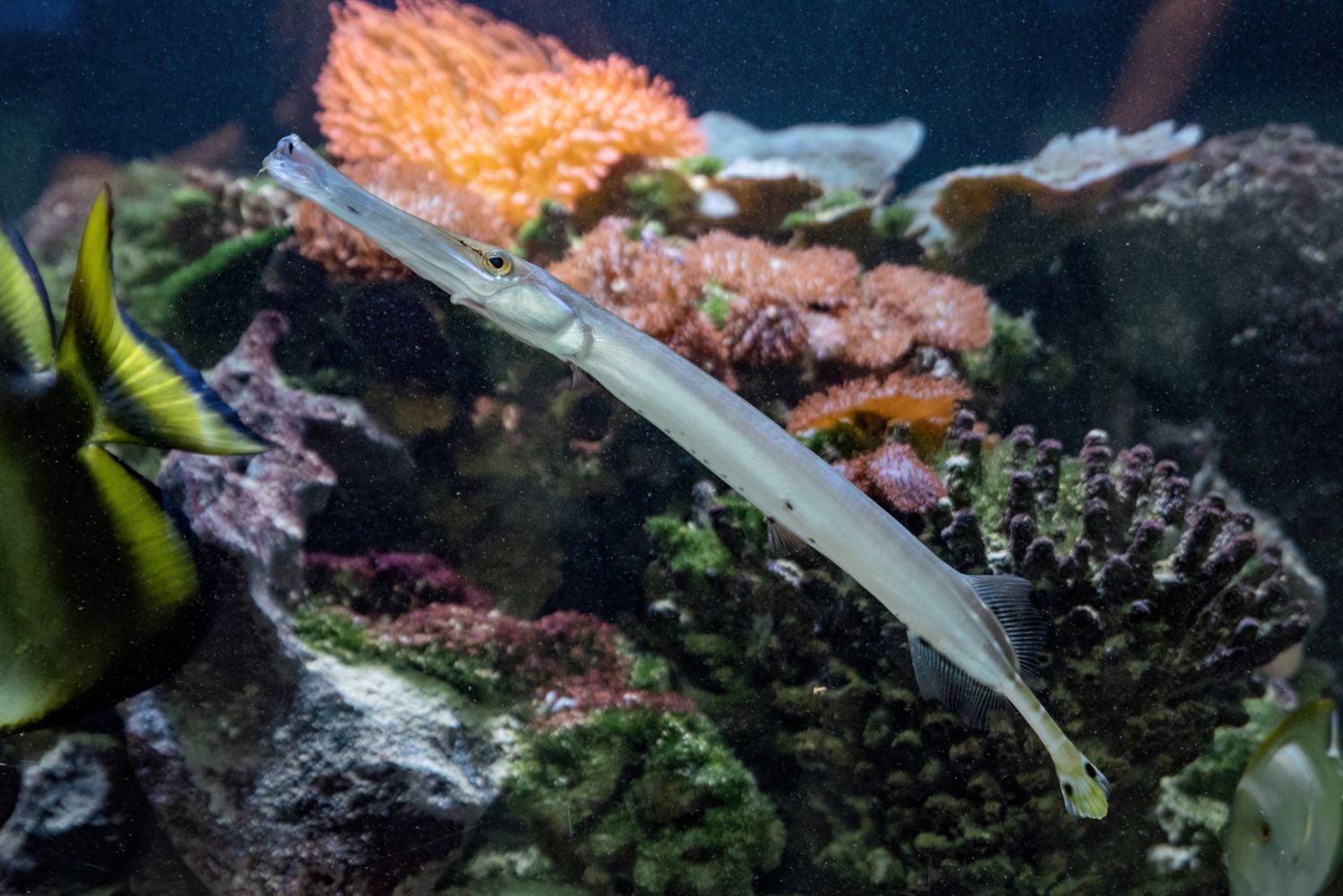 Treffen sich ein Science Buster und ein Trompetenfisch…