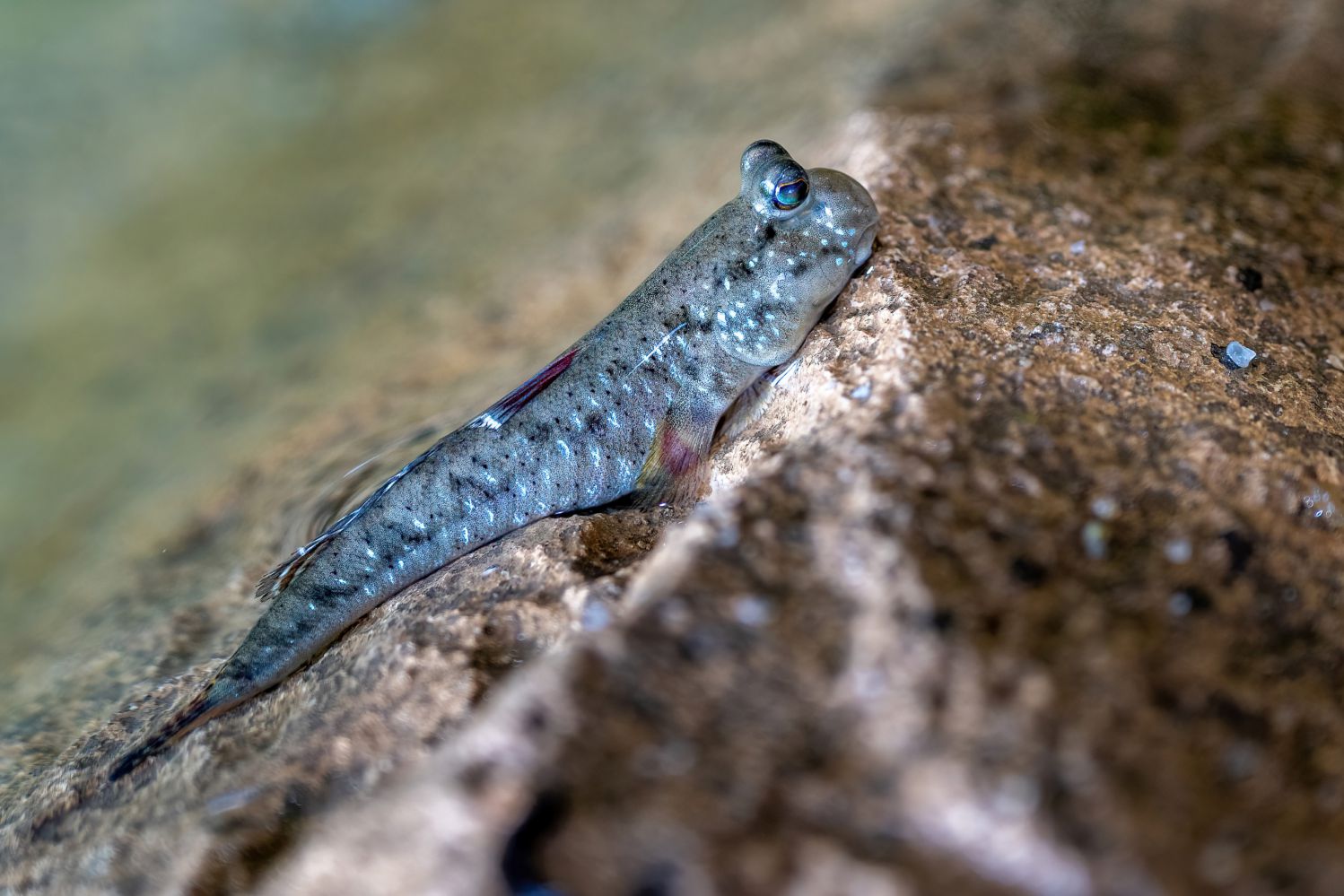Schlammspringer sind Fische, die gerne an Land geh