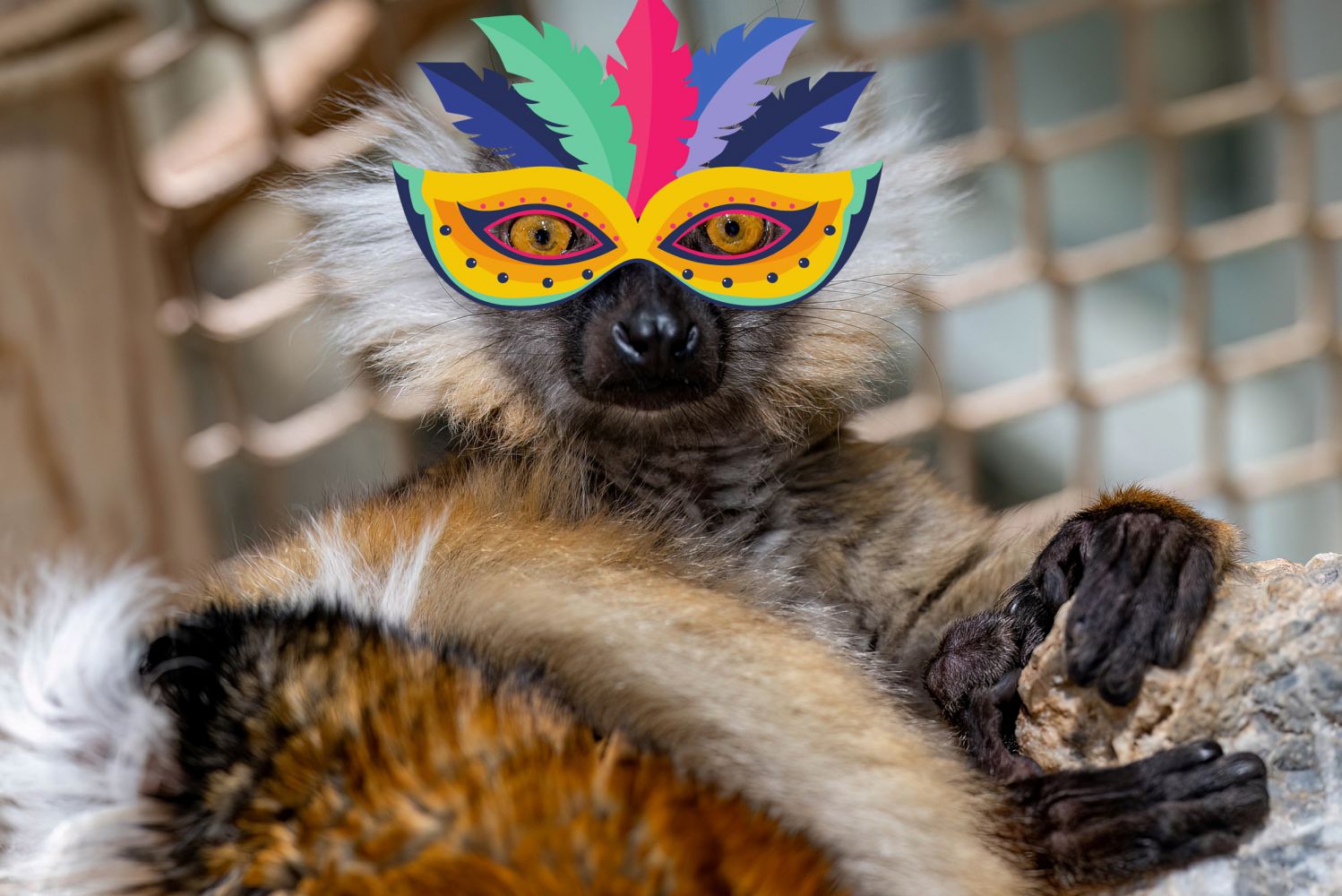 Schwarzer Lemur Ursula feiert Karneval (Fotomontag