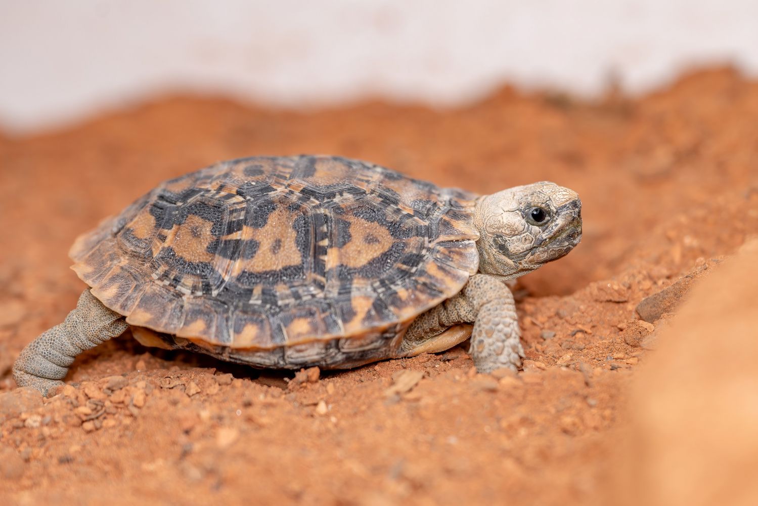 Baby-Schildkröte, ca 5cm groß