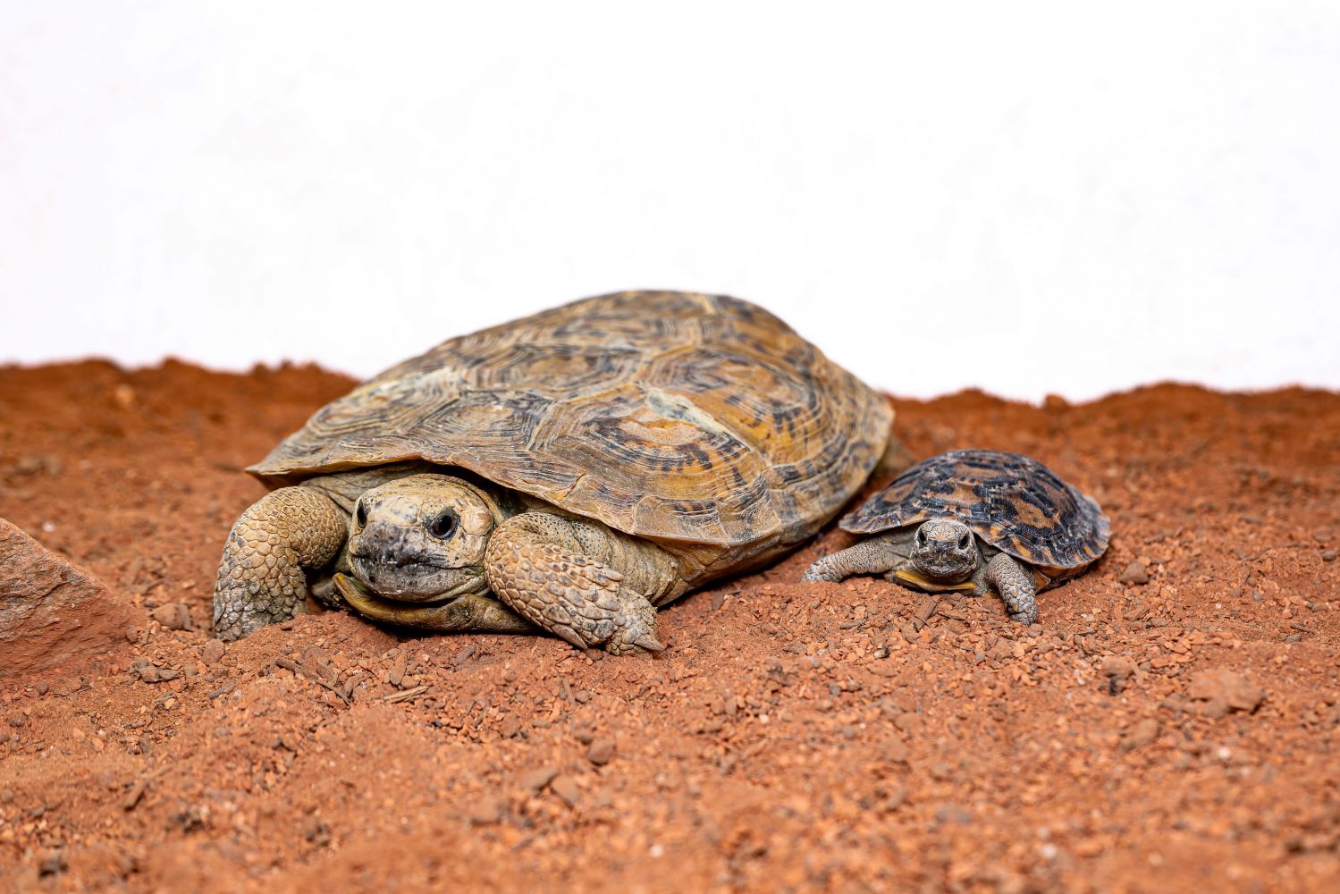 Spaltenschildkröte mit Jungtier
