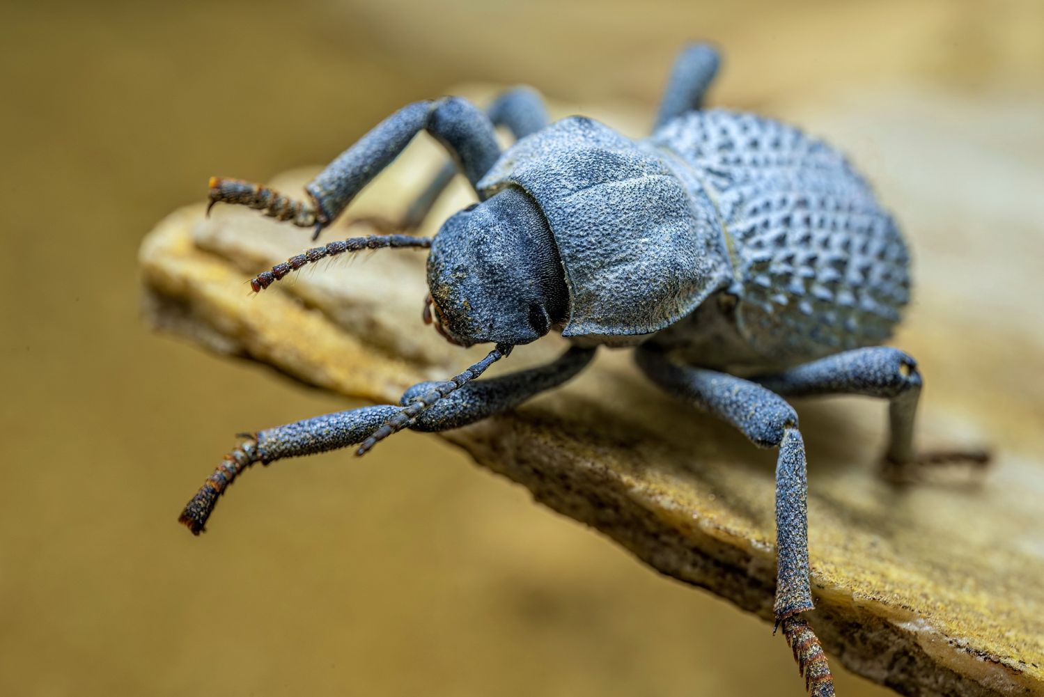 Die blaugraue Wachschicht schützt den Wüstenbewo