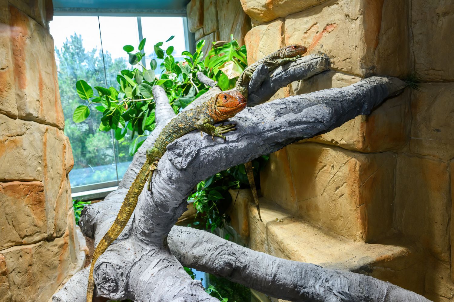 Die beliebten Krokodil-Tejus in ihrer neuen Anlage