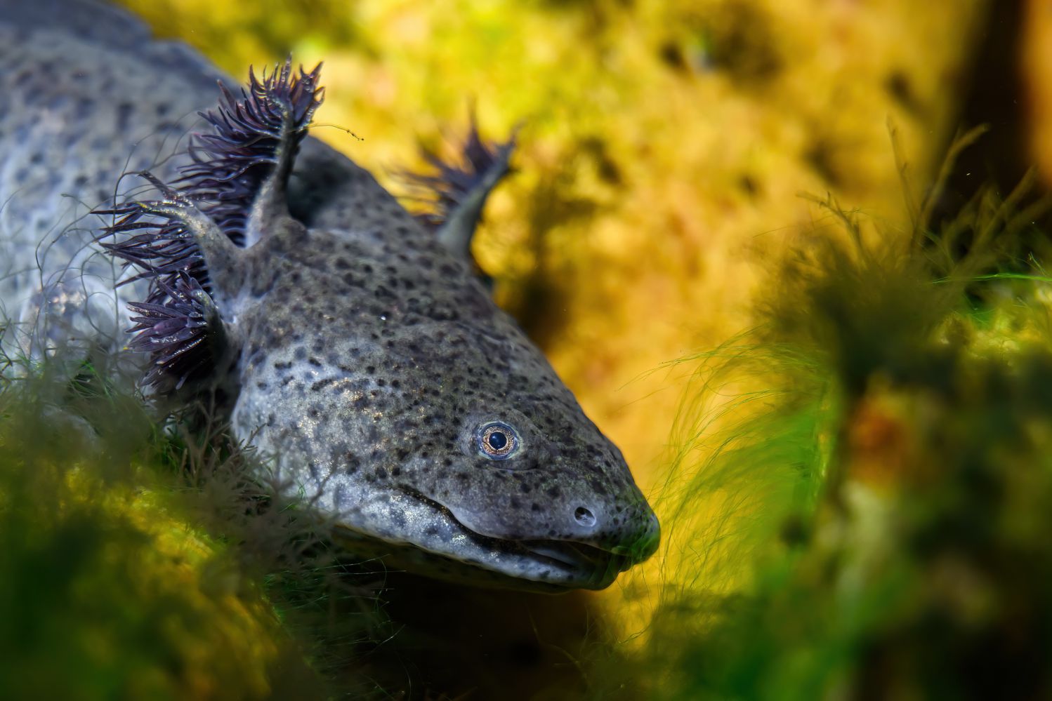 Axolotl und der nahe verwandte Achoque (Bild darü