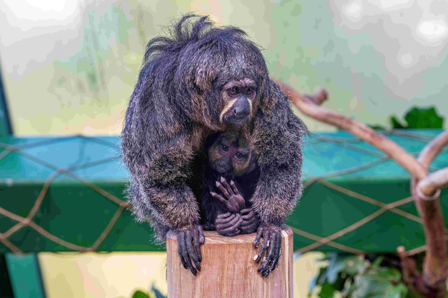 Weißkopsaki-Mama Gabi mit Sohn Quentin