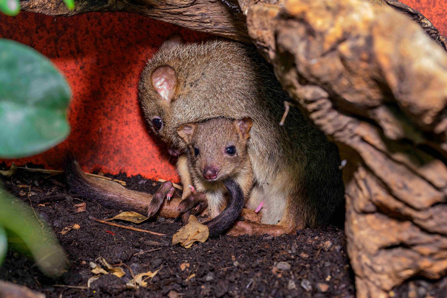 Mutterliebe: Bürstenschwanz-Rattenkänguru-Mama m