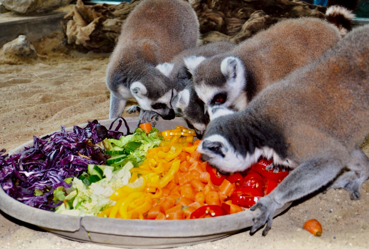 Drei Kattes fressen aus Farben des Regenbogens zusammengesteltes Futter aus einer Futterschüssel