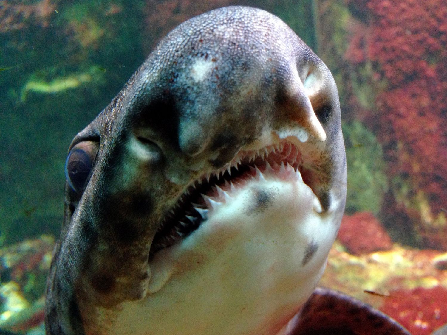 Auch Katzenhaie haben Zähne, bleiben eher klein, 