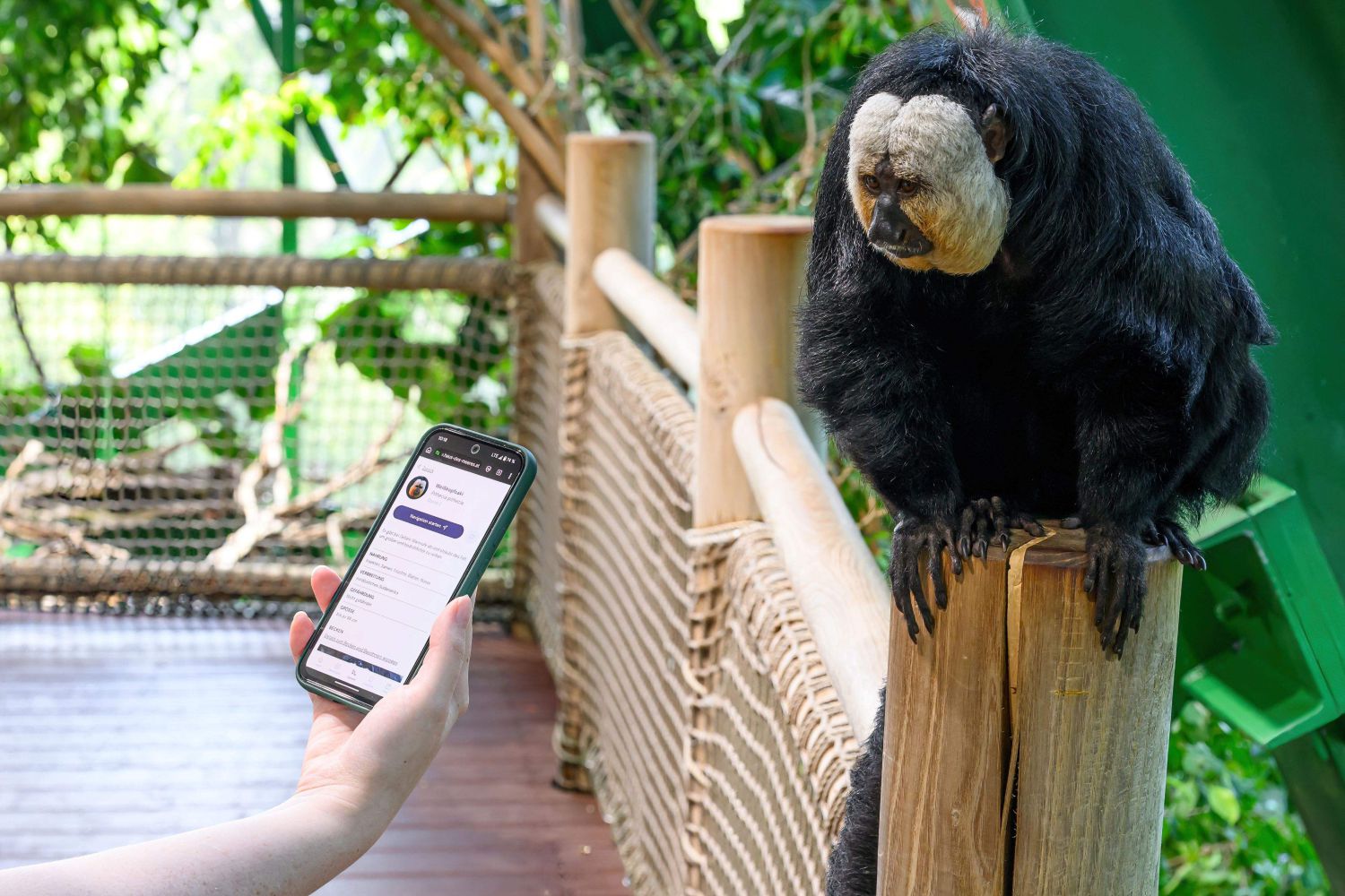 Was ist das für ein Affe? Und wann findet die nä