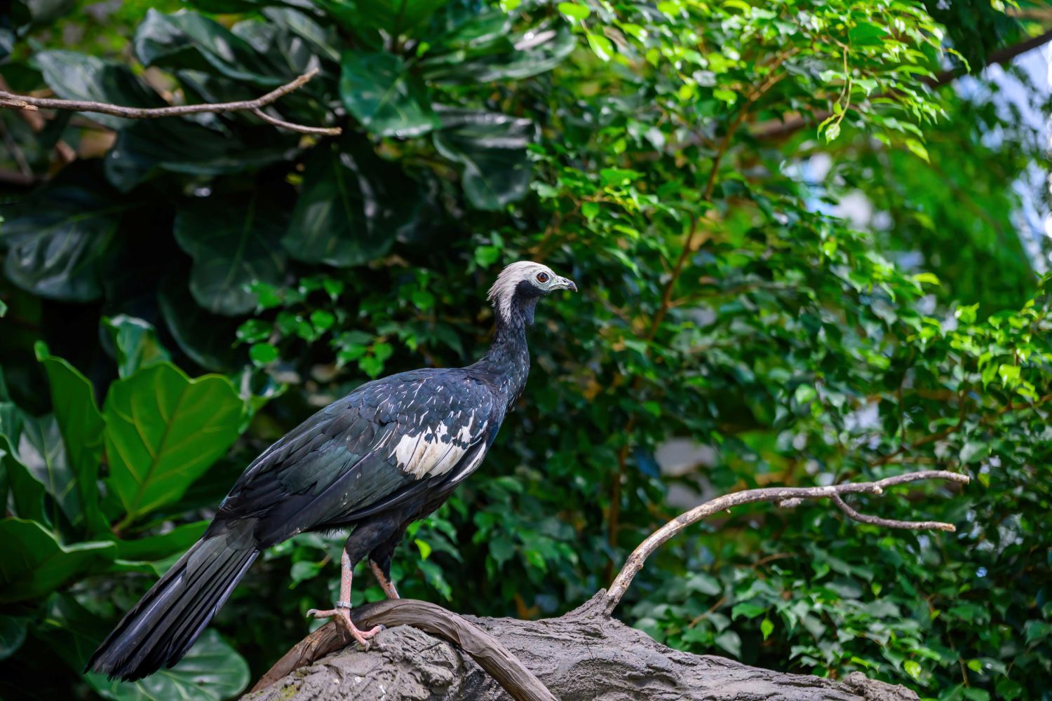 Neuzugang: Blaukehl-Guan Dame bekommt Gesellschaft!
