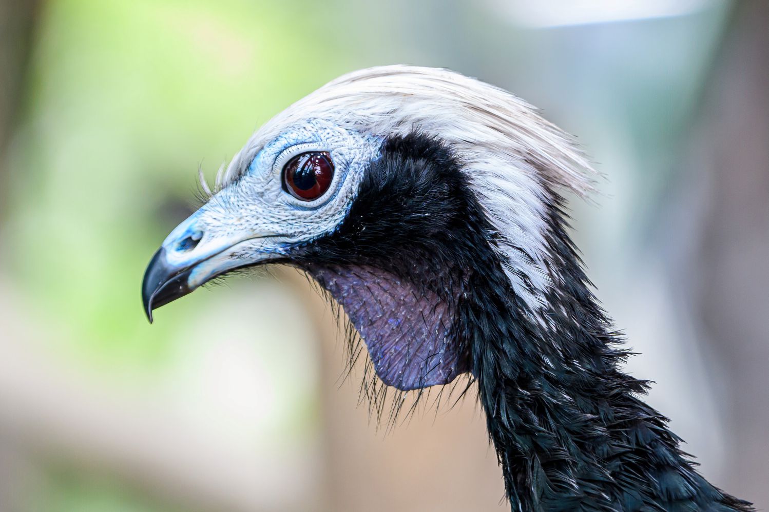 hr Name leitet sich von der blau gefärbten Kehle 
