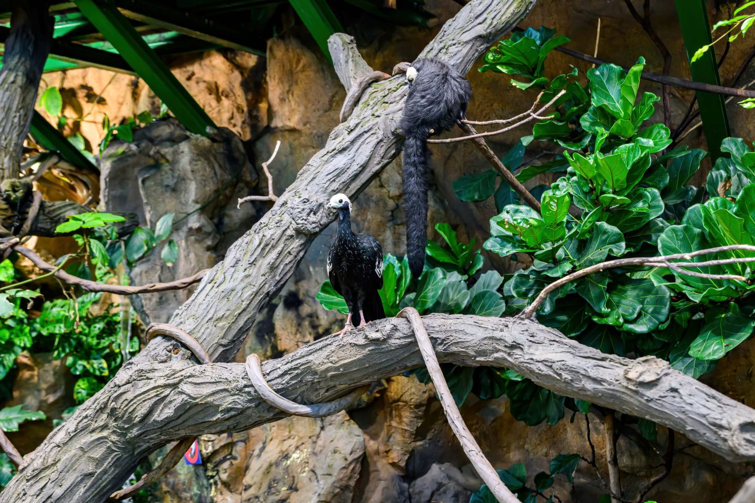 Blaukehl-Guan und Weißkopf-Saki im Tropenhaus