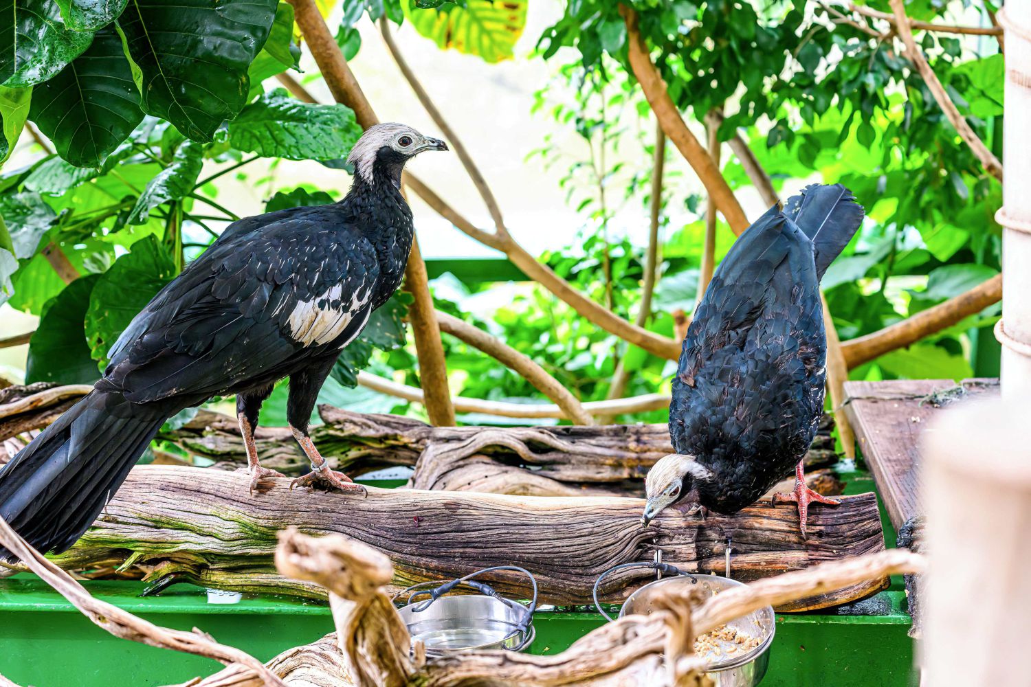 Das neue Pärchen im Tropenhaus ist noch in der Ke