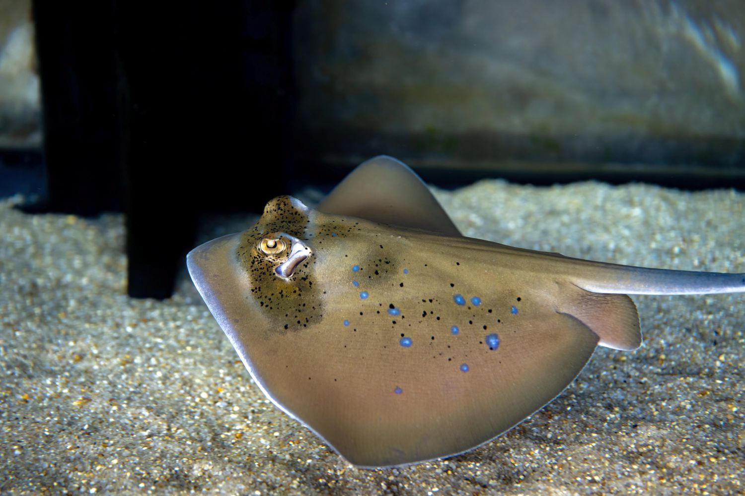 Geistermuränen sind wundersame Korallenriffbewohn