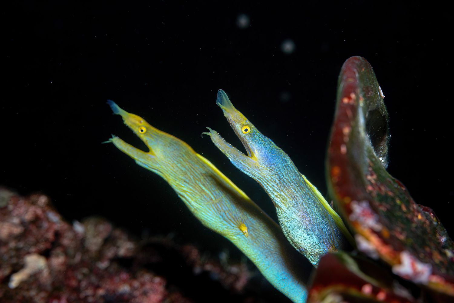 Geistermuränen sind wundersame Korallenriffbewohn