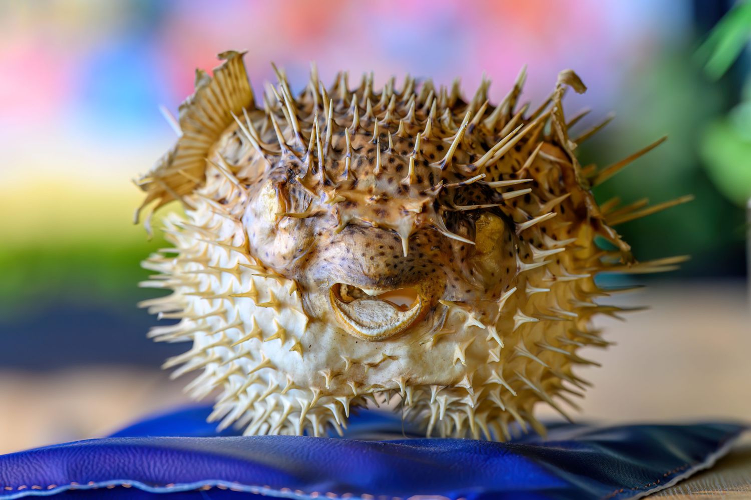 Tropische Souvenirs mit bitterem Beigeschmack – Warum getrocknete Meerestiere keine Urlaubserinnerung sein dürfen!