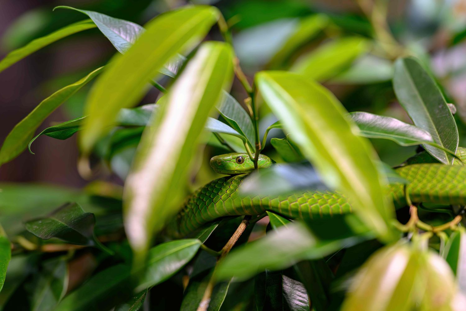 Die Gewöhnliche Mamba lebt in den Baumkronen Afri