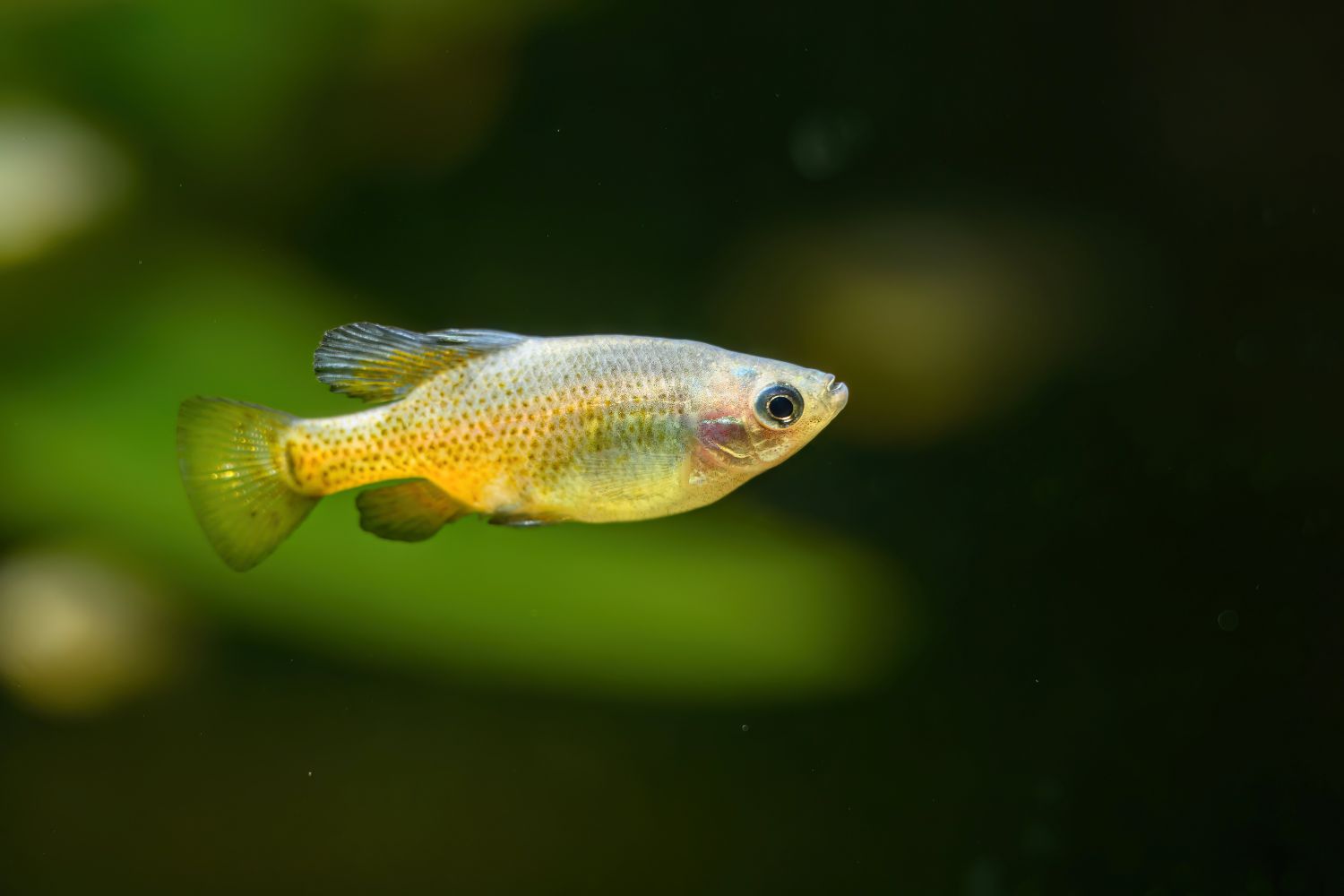 Goldener Hochlandkärpfling (Skiffia francesae)