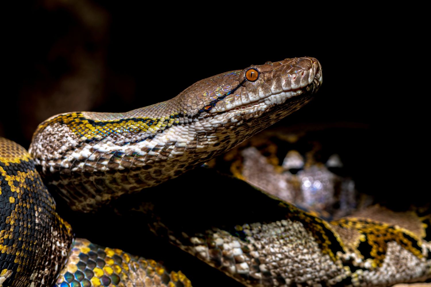 Der Netzpython ist eine der größten Schlangenart
