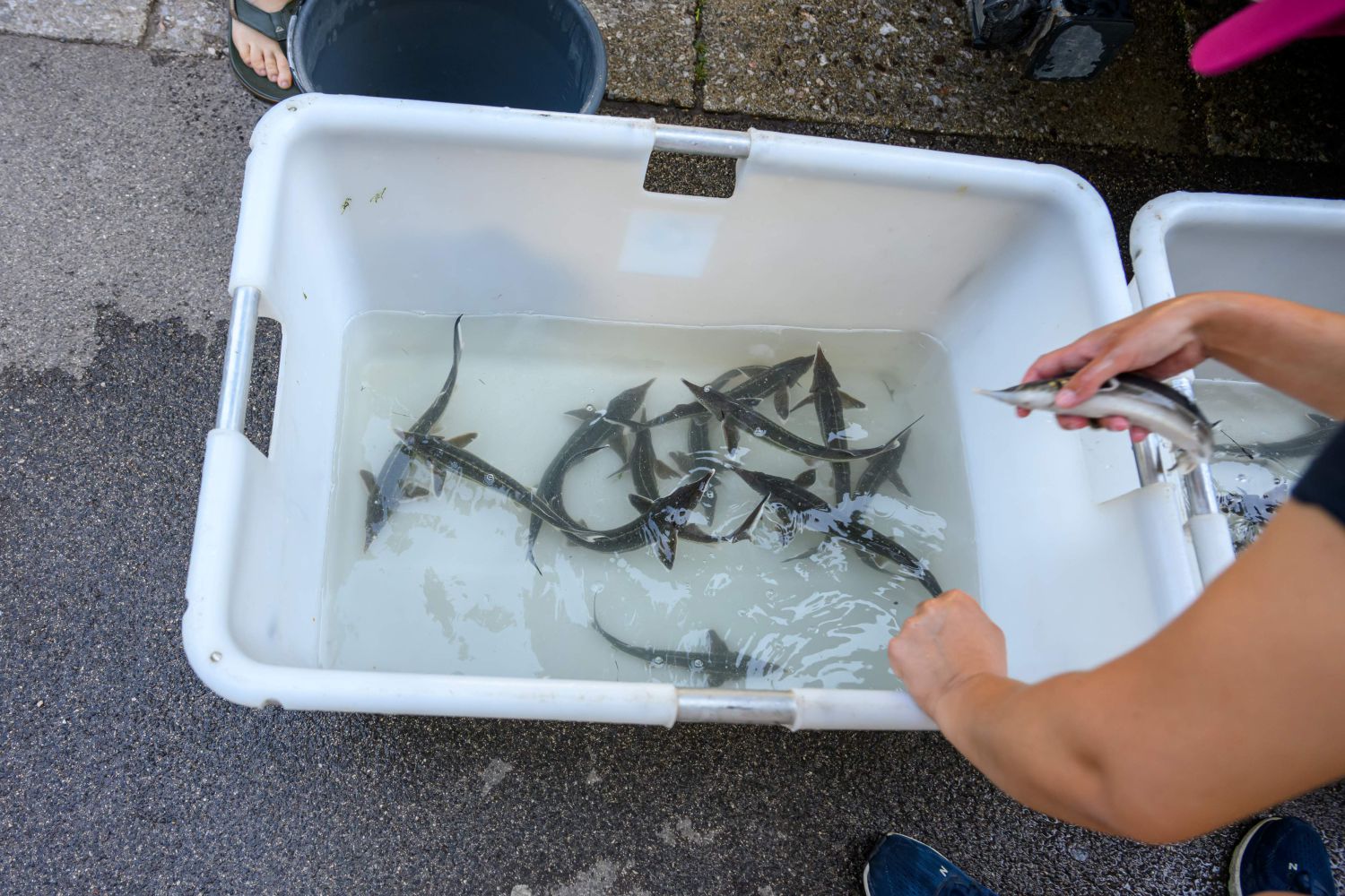 Die noch kleinen Neuankömmlinge vor ihrem Einzug 