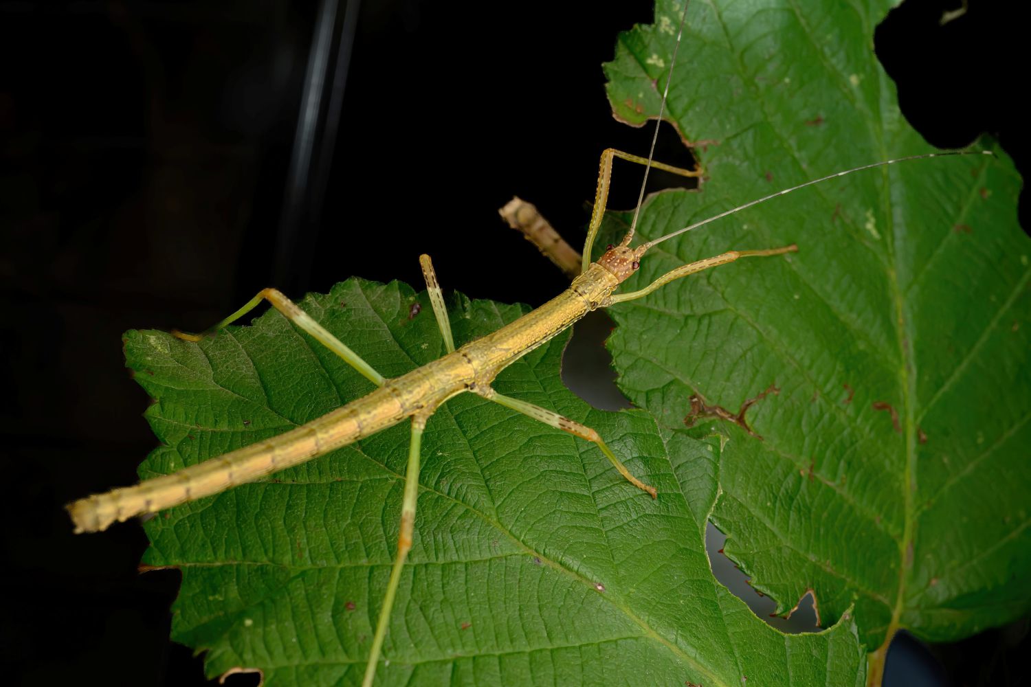 Ein Leben für den Arterhalt – bedrohte Neuankömmlinge im Haus des Meeres