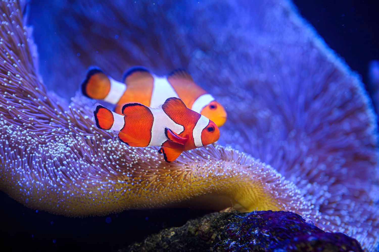 Der Tag is‘ für die Fisch‘! - Welttag der Fische im Haus des Meeres