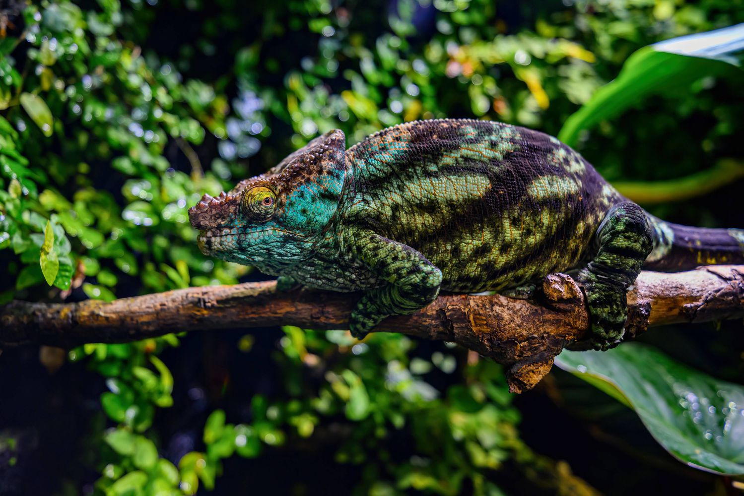 Sie nutzen ihre faszinierende Fähigkeit des Farbw