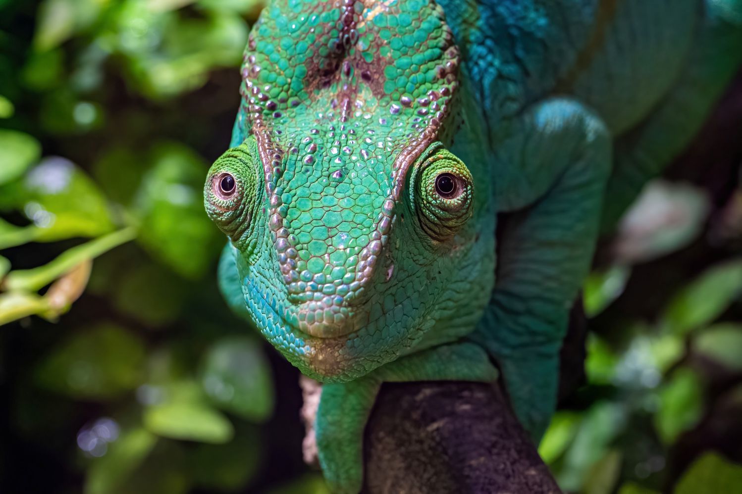 Ob Maske oder Farbwechsel – Tiere treiben es gerne bunt