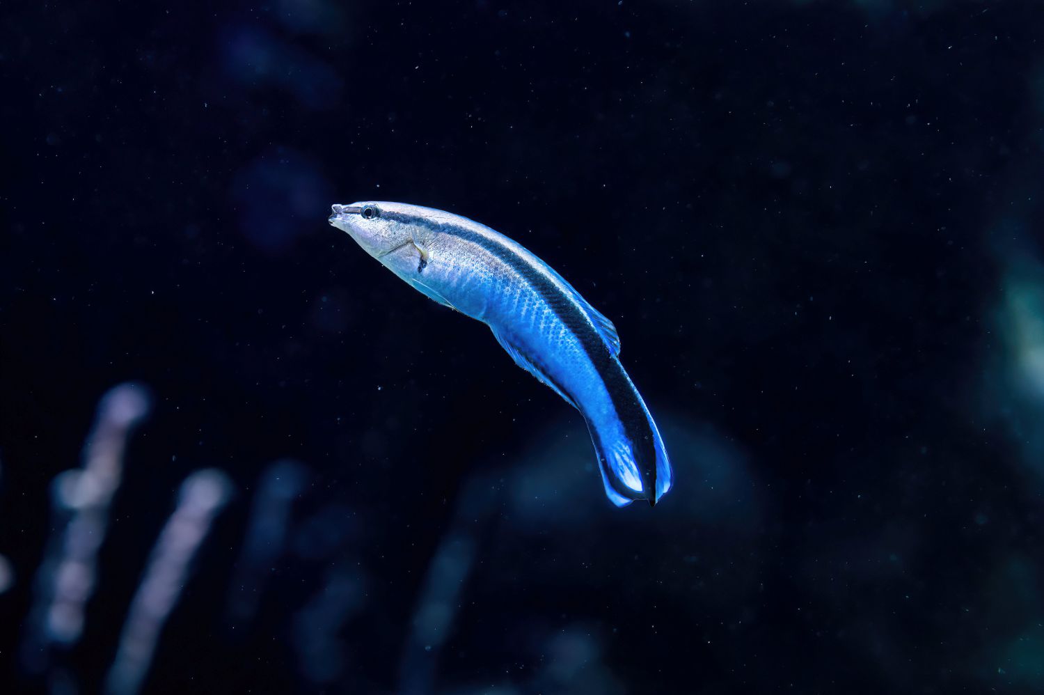 Wen putzt der Blaustreifen-Putzerfisch und warum h