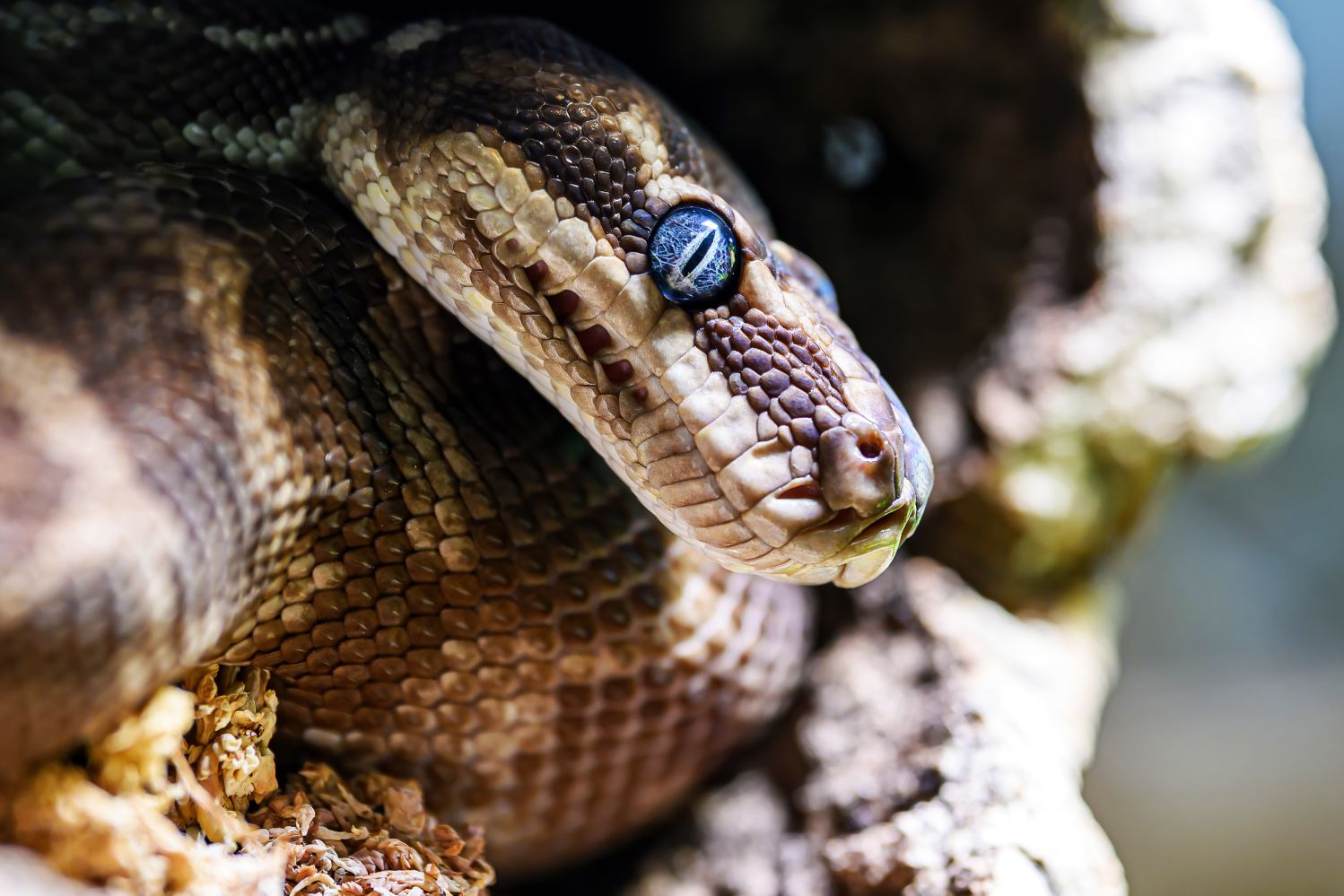Haus des Meeres zeigt seltene Rauschuppenpythons!