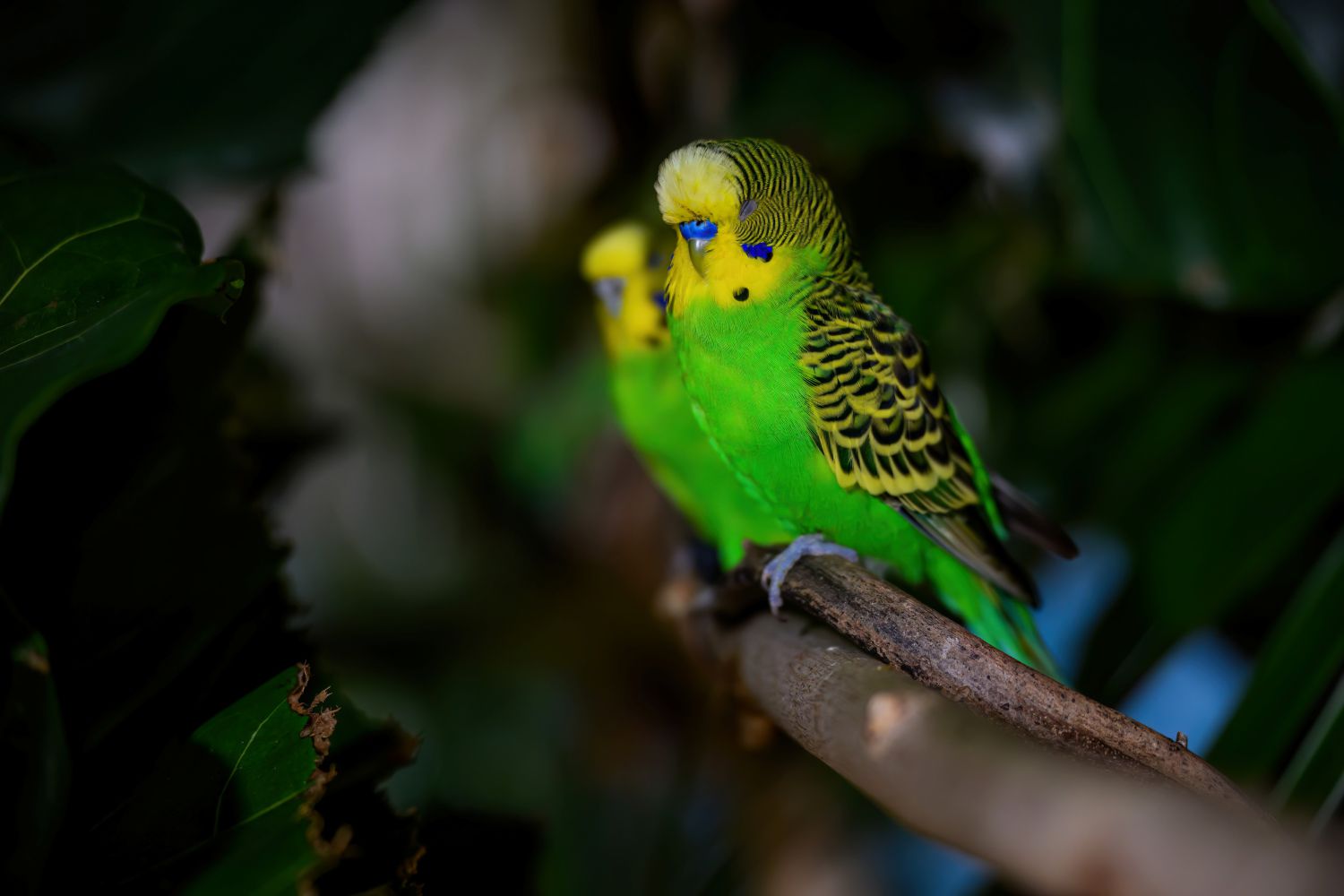Silvester verschlafen sie, so wie die Wellensittic