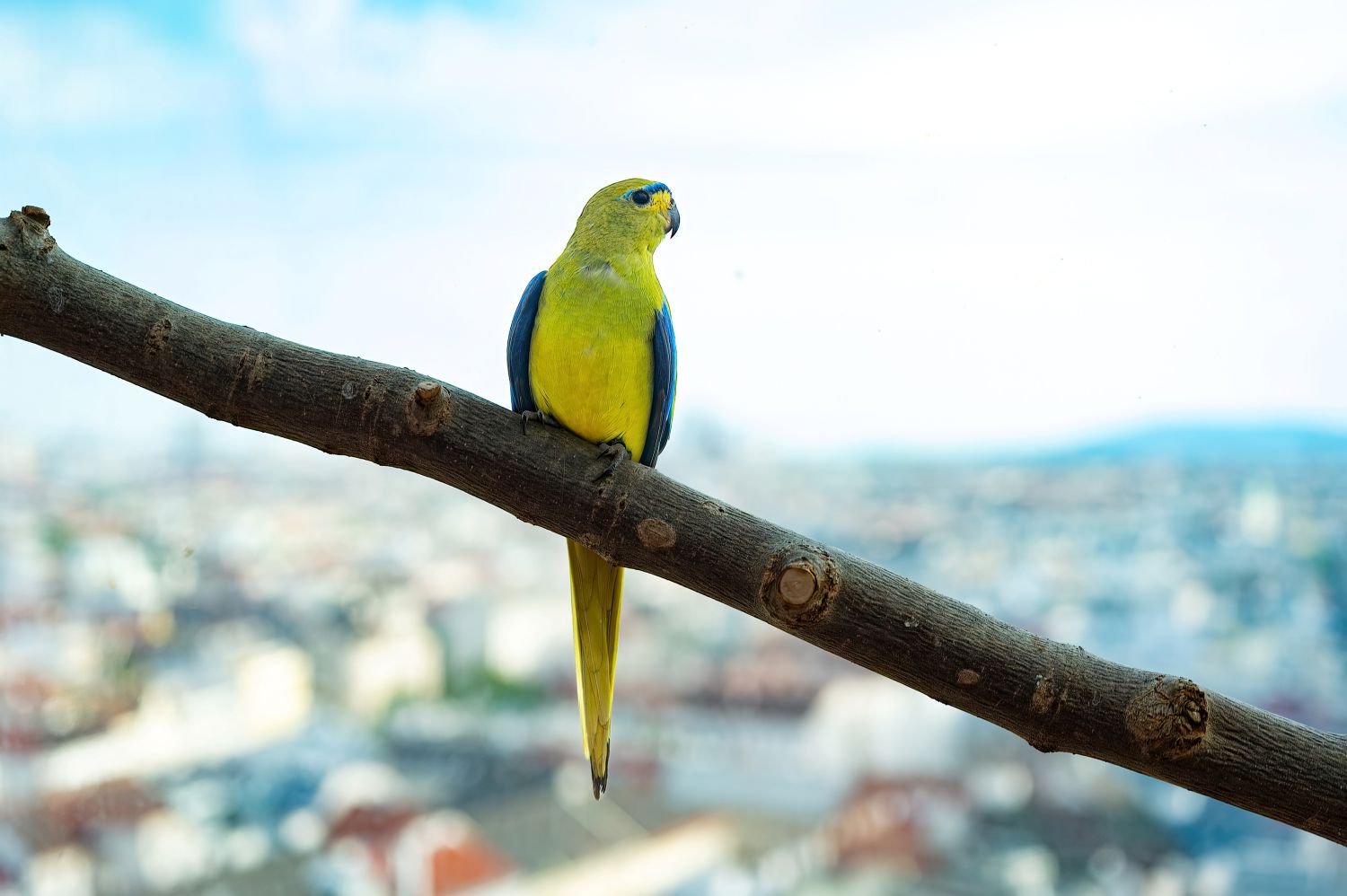 Silvester - Feuerwerkspektakel mit Schattenseite