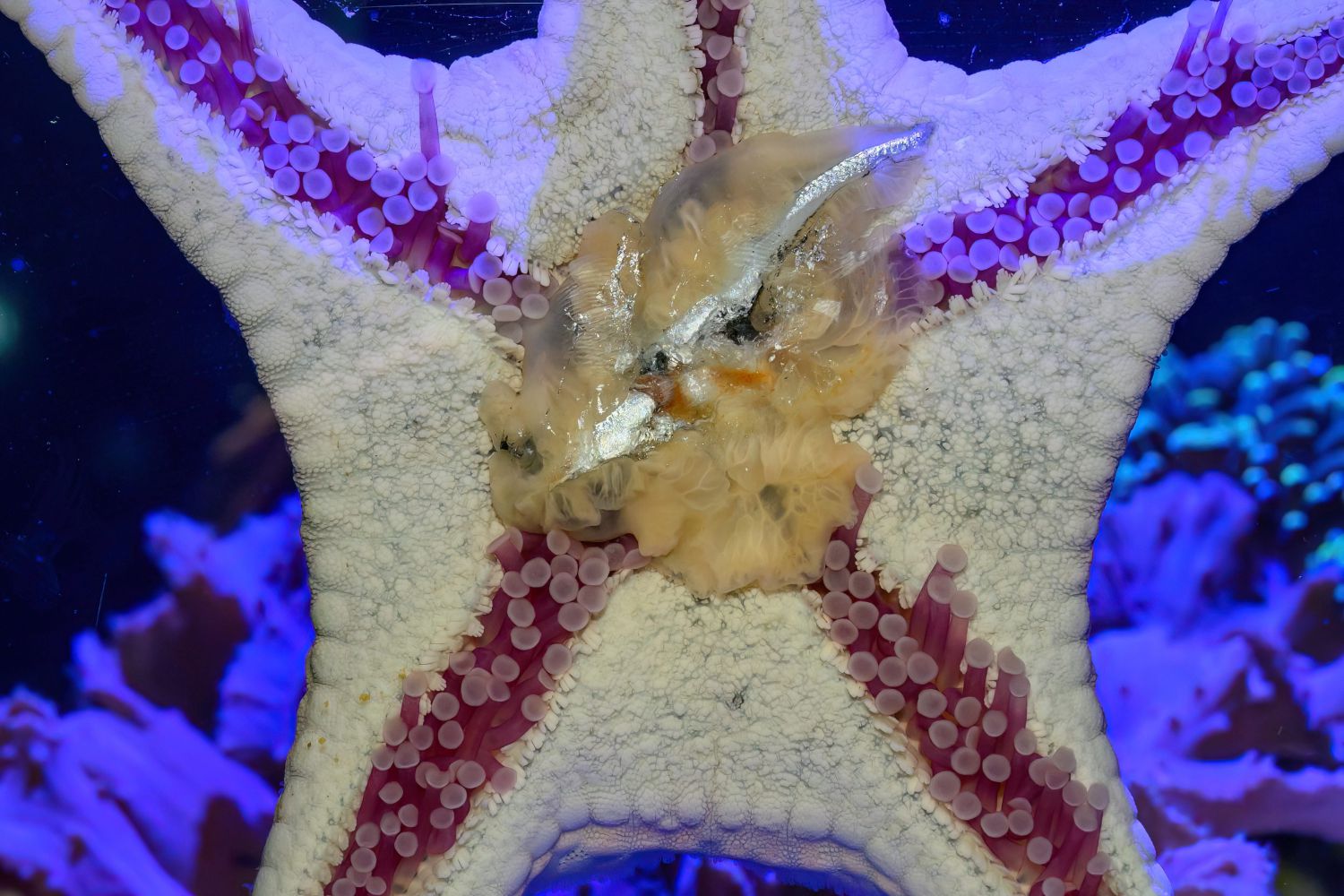 Ein Seestern sitzt an der Aquarienscheibe und stü