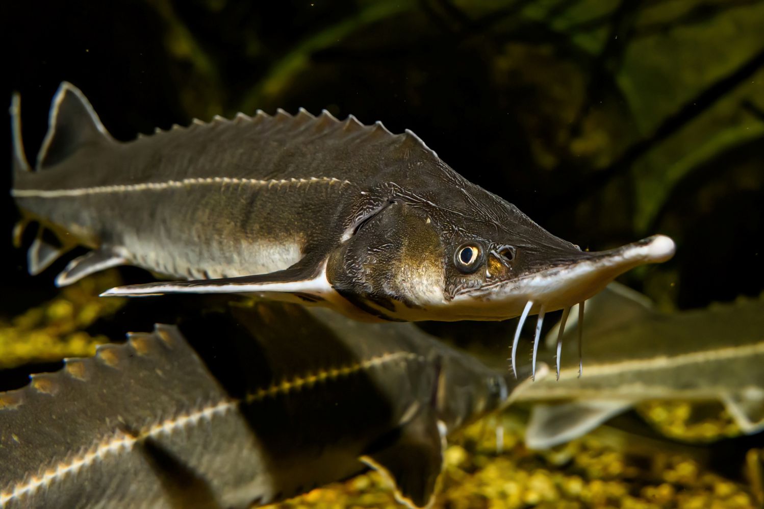 Kleine Fische mit großer Mission!