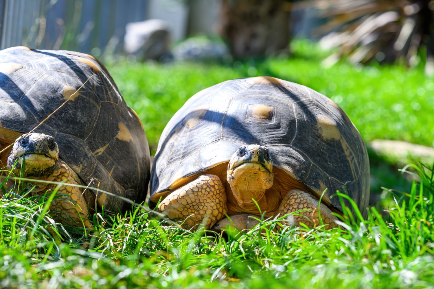 Die neuen Strahlenschildkröten verbringen den Gro