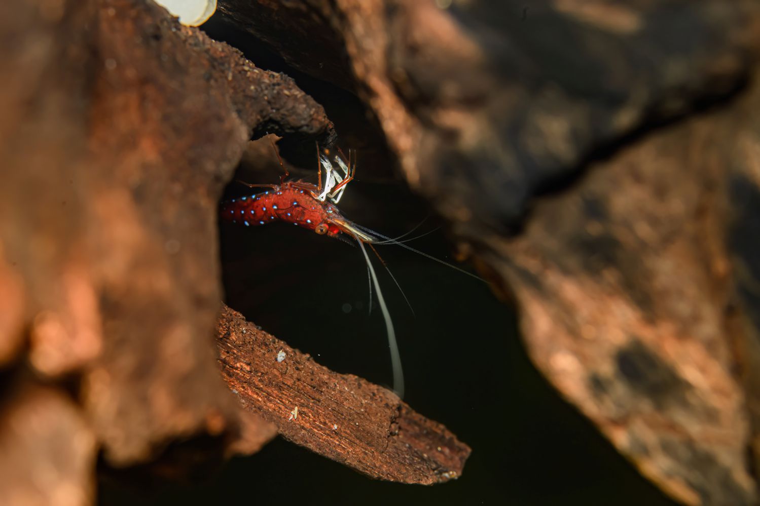 Genaues Hinsehen, um die vielen biologischen Rarit