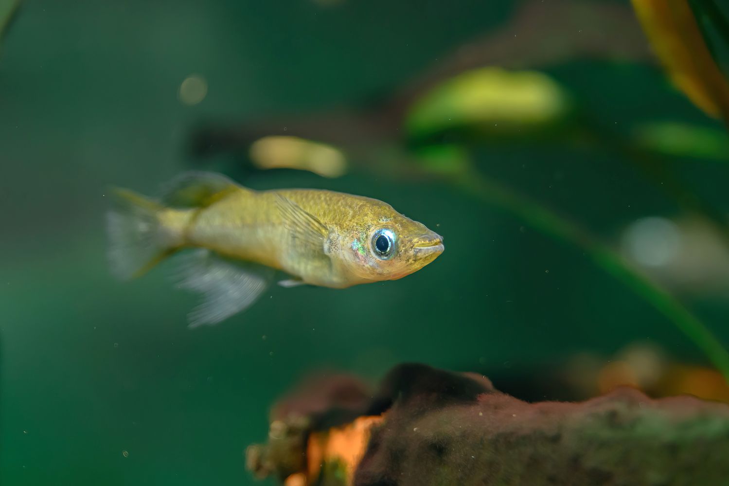 Zwei in der Natur bereits ausgestorbene Arten verd