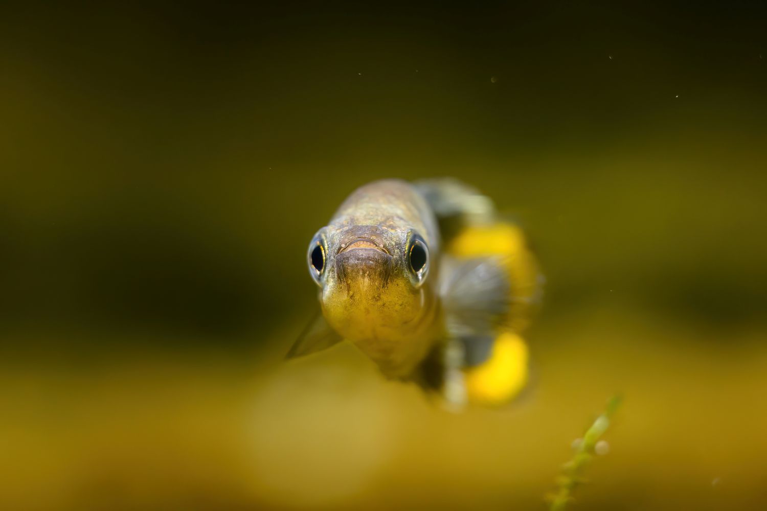 Nach der Wiederherstellung seines Lebensraumes in 