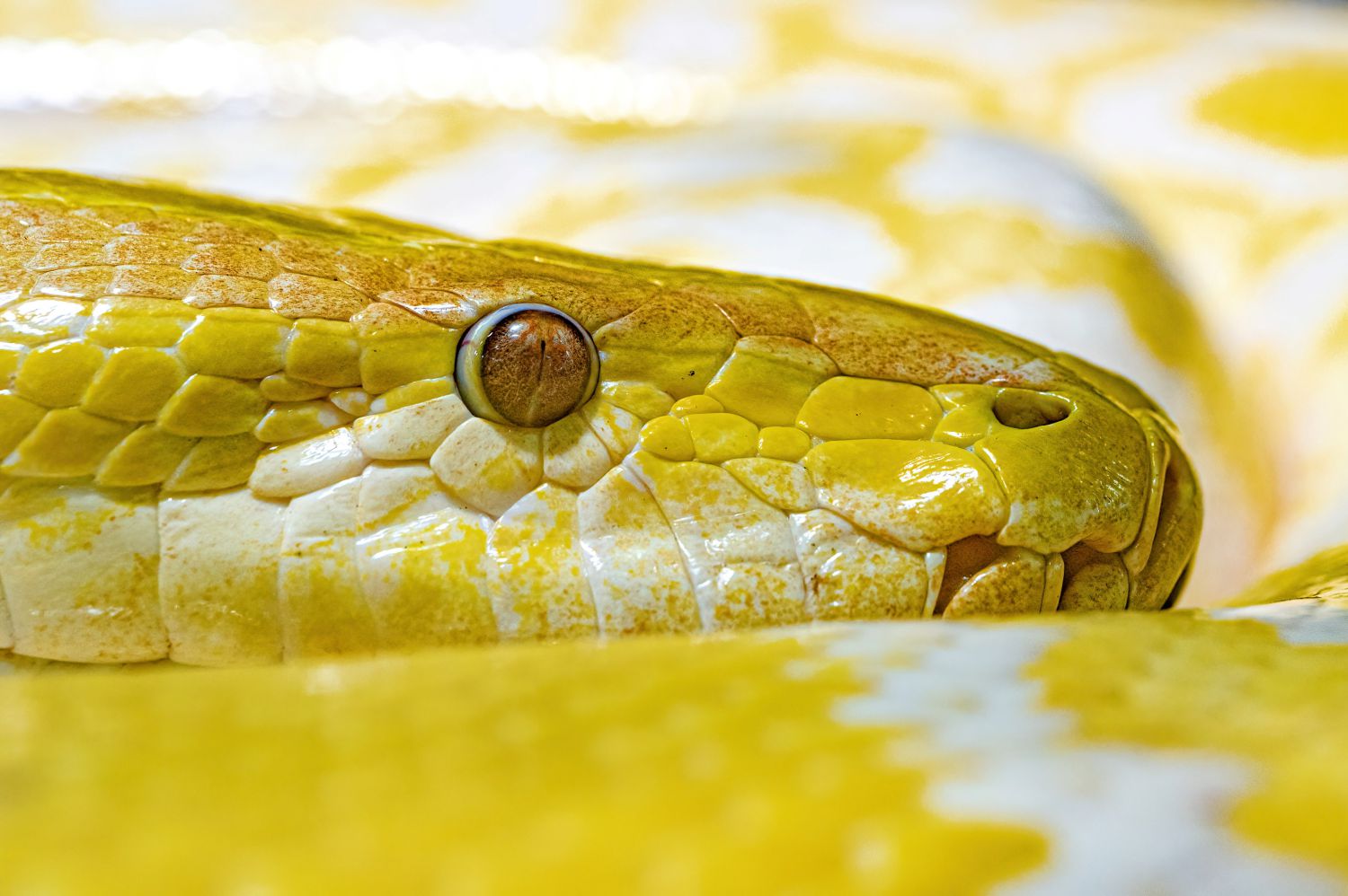 Der Tigerpython beeindruckt mit seiner massiven Gr