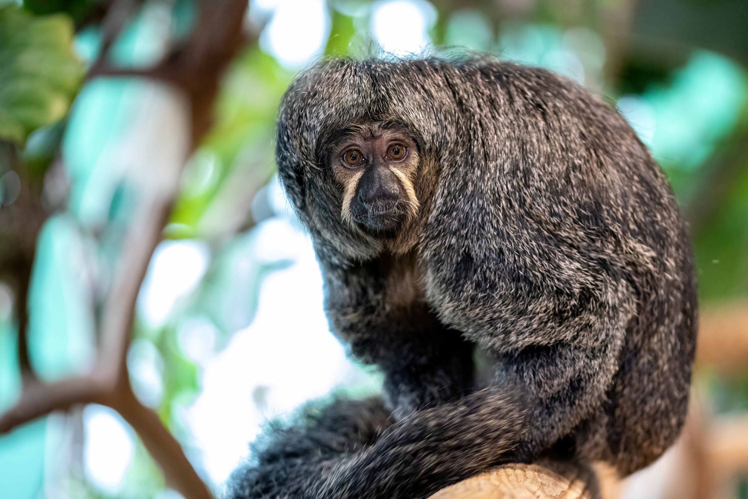 Wenn selbst unsere schüchternen Weißkopf-Sakis g
