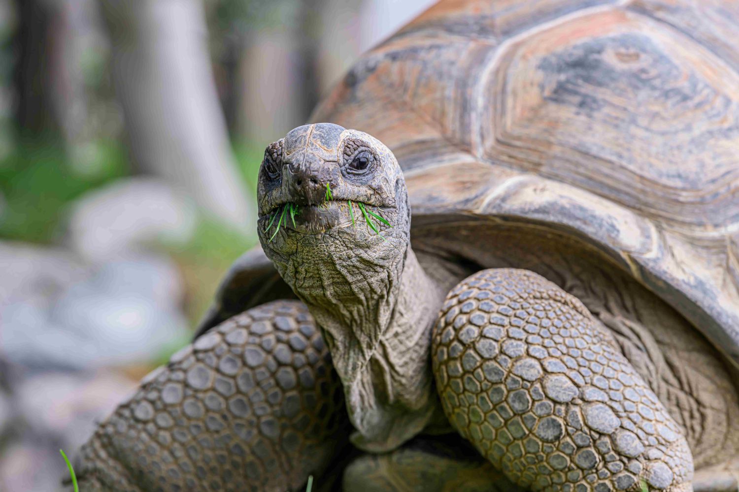 Neugierig blickt die Aldabra-Riesenschildkröte di